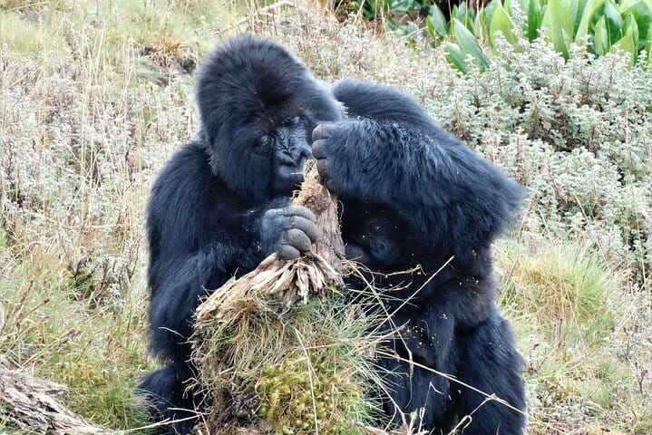 2 Days Uganda Gorilla Trek from Kigali