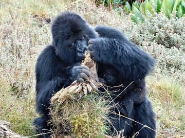 Gorilla Trekking Tour in Uganda from Kigali for 2 Days