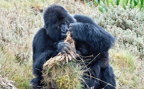 Gorilla Trekking Tour in Uganda from Kigali for 2 Days