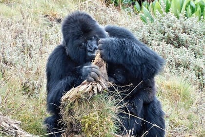 2 Days Uganda Gorilla Trek from Kigali