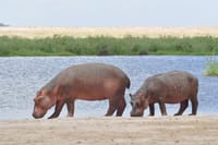 3-Day Amboseli & Mt Kilimanjaro Fly In Safari from Mombasa. 8