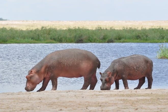 3-Day Amboseli & Mt Kilimanjaro Fly In Safari from Mombasa. 8