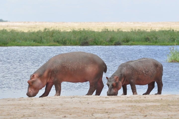 3-Day Amboseli & Mt Kilimanjaro Fly In Safari from Mombasa. 8