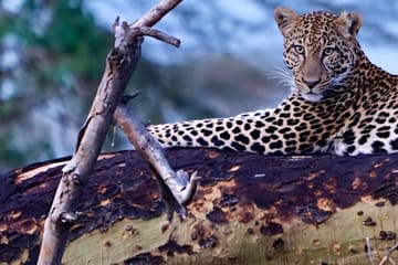 Tanzania Safari Adventure: Big Five in Serengeti and Ngorongoro