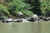 harmless water buffalo play