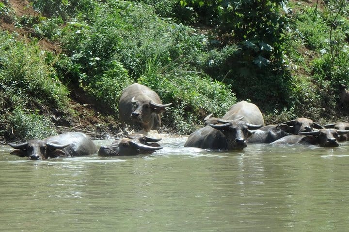 harmless water buffalo play