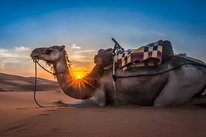 Sunset Camel Ride With Barbeque - Aagdir