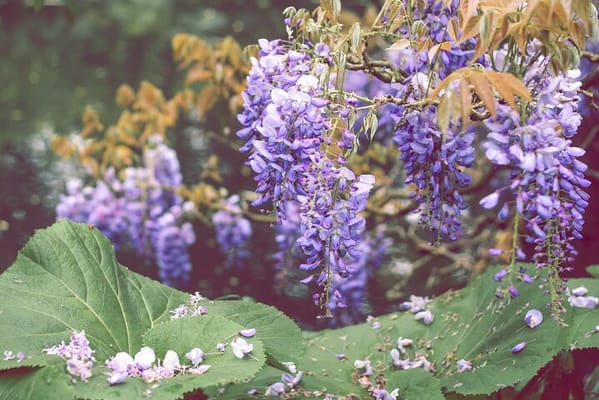 CDG Transfers with Giverny, Crepe tasting and cruise 