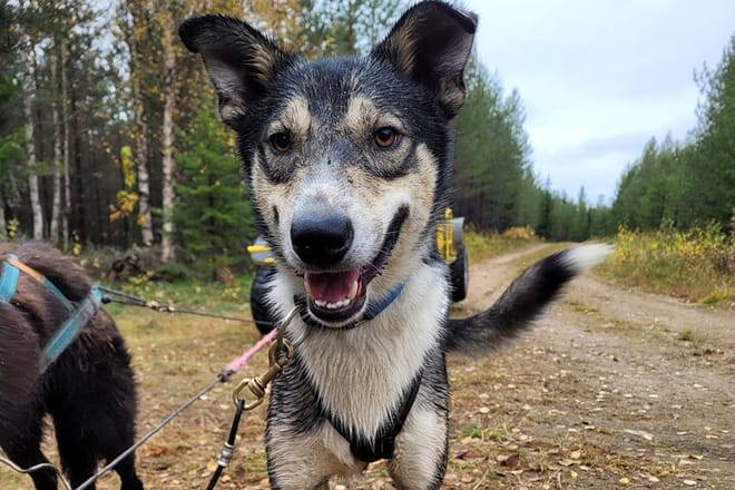 Rovaniemi Insider Autumn Husky Cart Ride