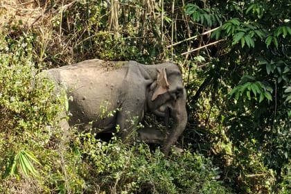 2-Day Cheow Lan Lake Discovery