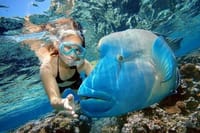 Diving and Snorkeling Day Trip By VIP Boat From Hurghada 4
