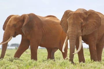 3 Days Private Tour to Amboseli National Park