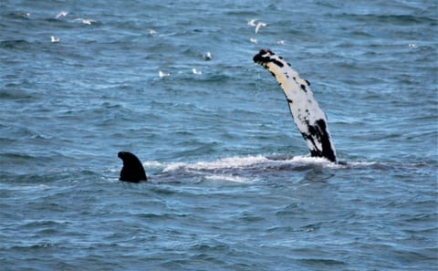 Whale Watching and FlyOver Experience in Reykjavík, Iceland
