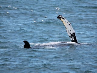 Whale breaching above the ocean during a whale watching tour in Faxaflói Bay, offering unforgettable wildlife encounters close to Reykjavík.