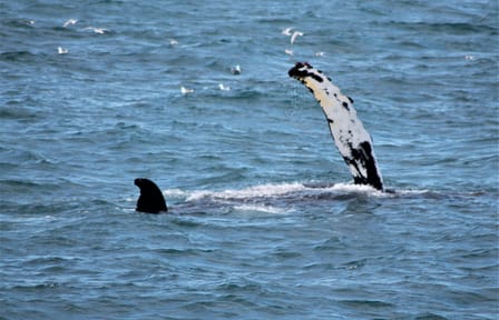 Whale Watching and FlyOver Experience in Reykjavík, Iceland