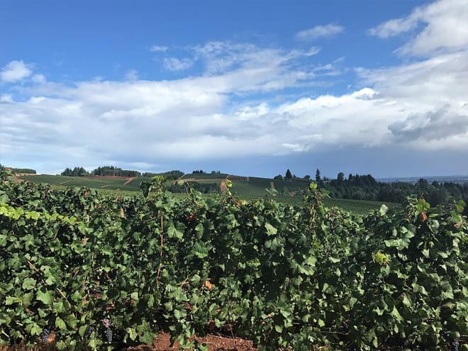 Vineyard