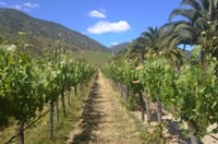Travel in a hot air balloon and  good wine in Casablanca valley 2