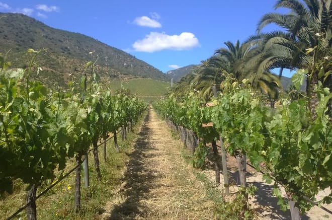 Travel in a hot air balloon and  good wine in Casablanca valley 2