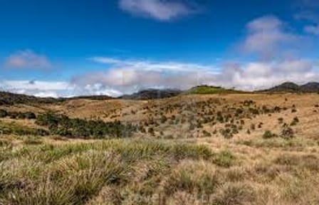 Day Trip to Horton Plains and Tea Estate in Nuwara Eliya