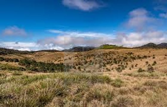 Day Trip to Horton Plains and Tea Estate in Nuwara Eliya