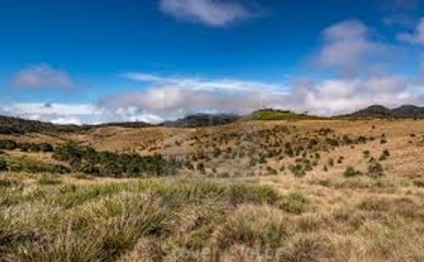 Horton Plains and Tea Estate Day Trip in Nuwara Eliya