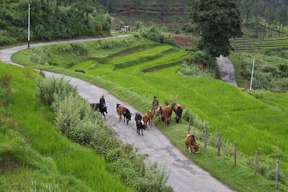 10-Day Private Cultural Tour in Bhutan with Samtengang Trek
