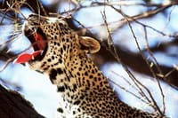 Yawn of the Wild: Witness the majestic cheetah as it stretches and yawns