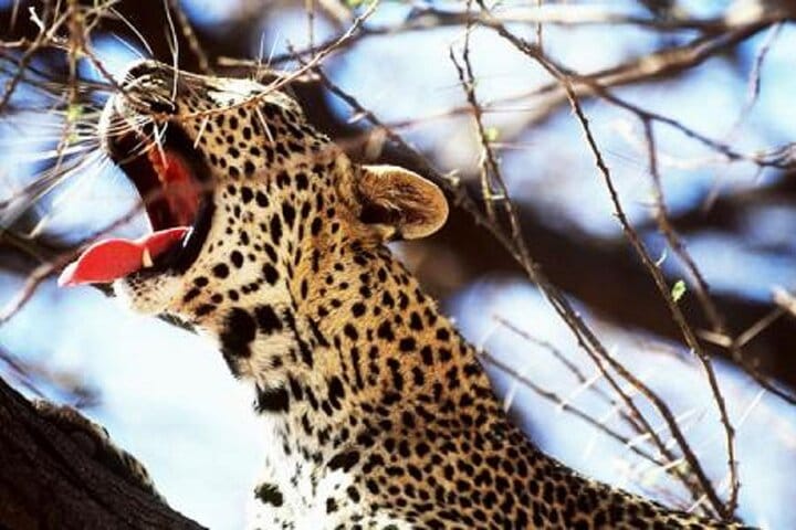 Yawn of the Wild: Witness the majestic cheetah as it stretches and yawns