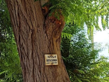 Abu Simbel & Botanical Gardens - Private Egyptian Experience