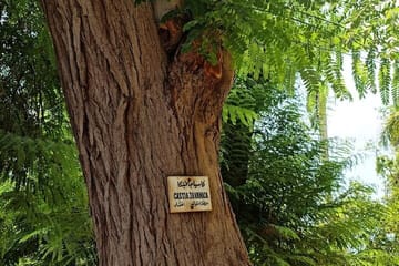 Private Tour of Abu Simbel Temples and Aswan Botanical Gardens