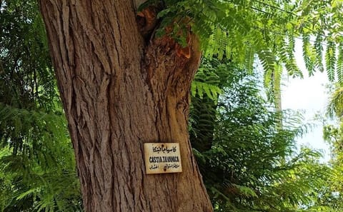 Private Tour of Abu Simbel Temples and Aswan Botanical Gardens