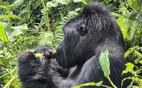 4 Days 3 Nights Rwanda Gorilla Private Trekking