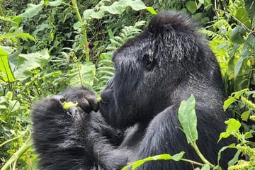 4 Days 3 Nights Rwanda Gorilla Private Trekking
