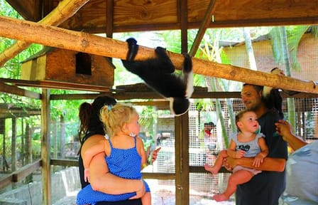 Roatan Jungle Zipline and Wildlife Encounter Tour