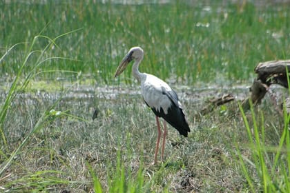 Day Tour from Jaipur Bird Watching in Keoladeo National Park (Bharatpur)