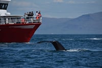 Reykjavík Whales & Horses 6