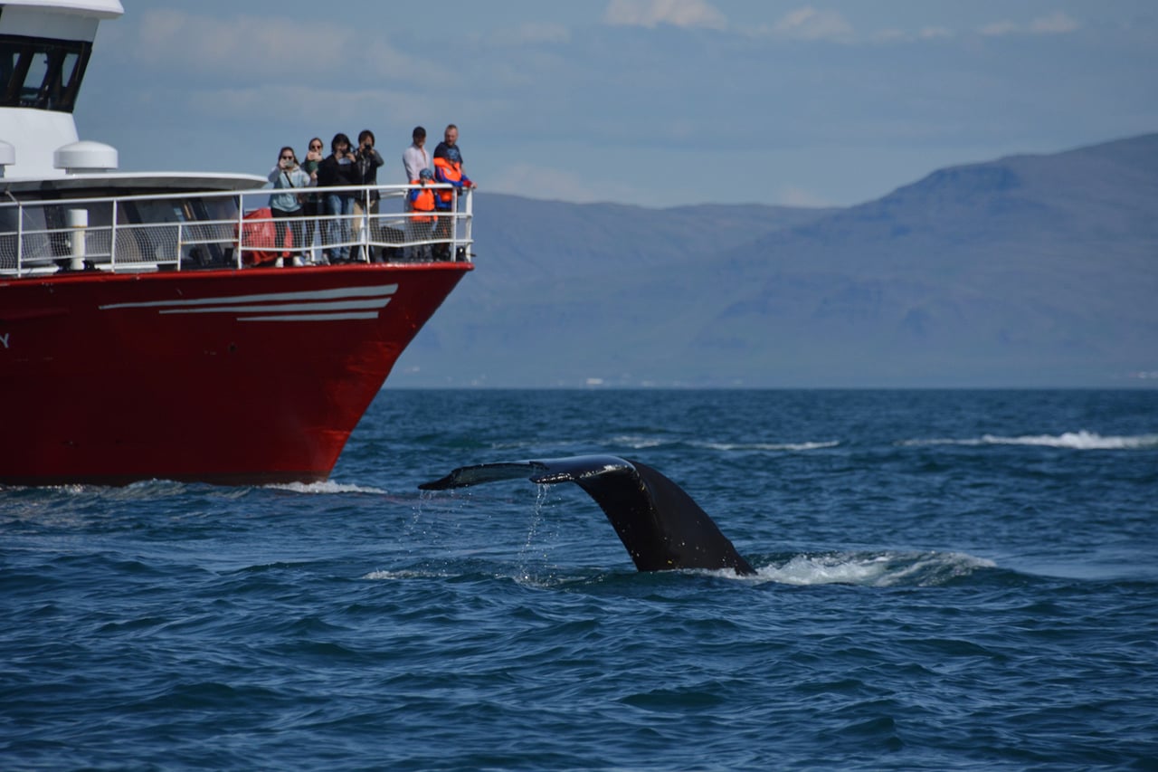 Reykjavík Whales & Horses 6