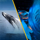 Whale Watching & Whales of Iceland Exhibition 1