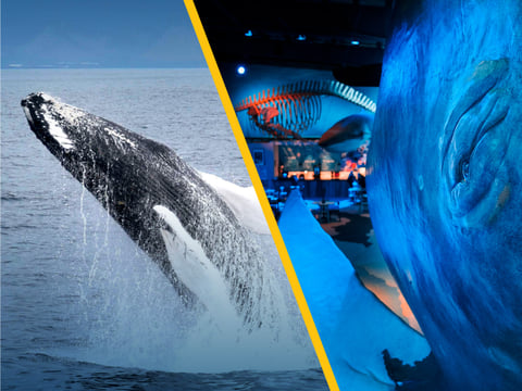 Whale Watching & Whales of Iceland Museum