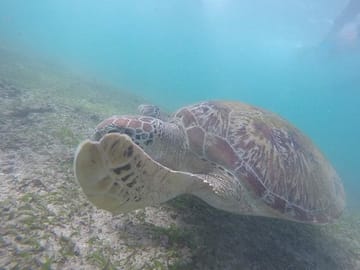 Snorkeling Experience with Turtles in Mirissa, Sri Lanka