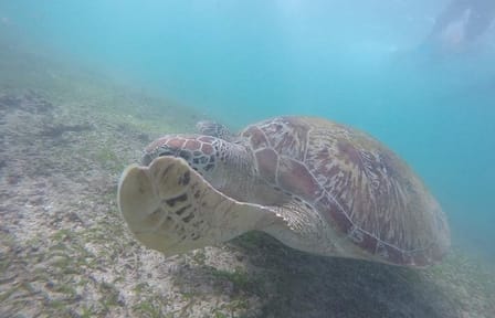 Snorkeling with Turtles in Mirissa