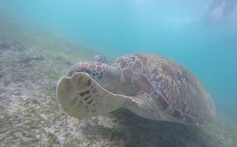 Snorkeling Experience with Turtles in Mirissa, Sri Lanka