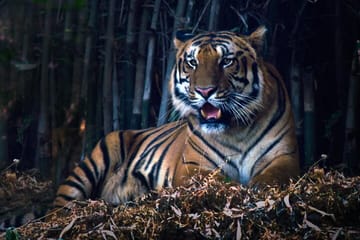 Tiger Watching and Temple Tour in Khajuraho and Nagpur