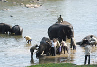 A Private Day Tour from Mysore to Coorg 6