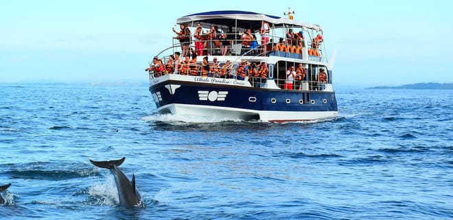  From Mirissa: Mirissa Whale Watching Tour 7