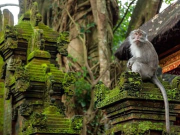 Ubud Monkey forest
