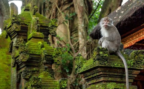 Ubud and Tanah Lot Sunset Tour in Bali