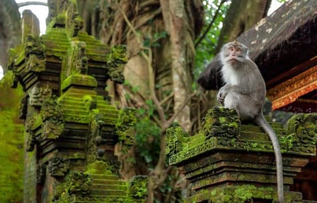 Ubud and Tanah Lot Sunset Tour in Bali