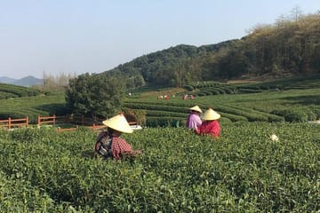 Yunxi Bamboo Forest Hike and Meijiawu Tea Tasting Tour
