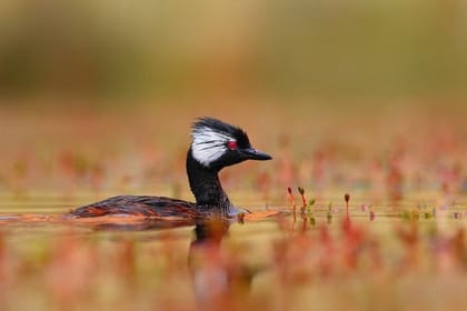 Full-Day Tour to Laguna de los Pozuelos from Tilcara